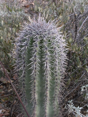 [Short single-stub cactus with very long spines/needles.]